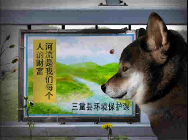 翌日波奇狗的历险记